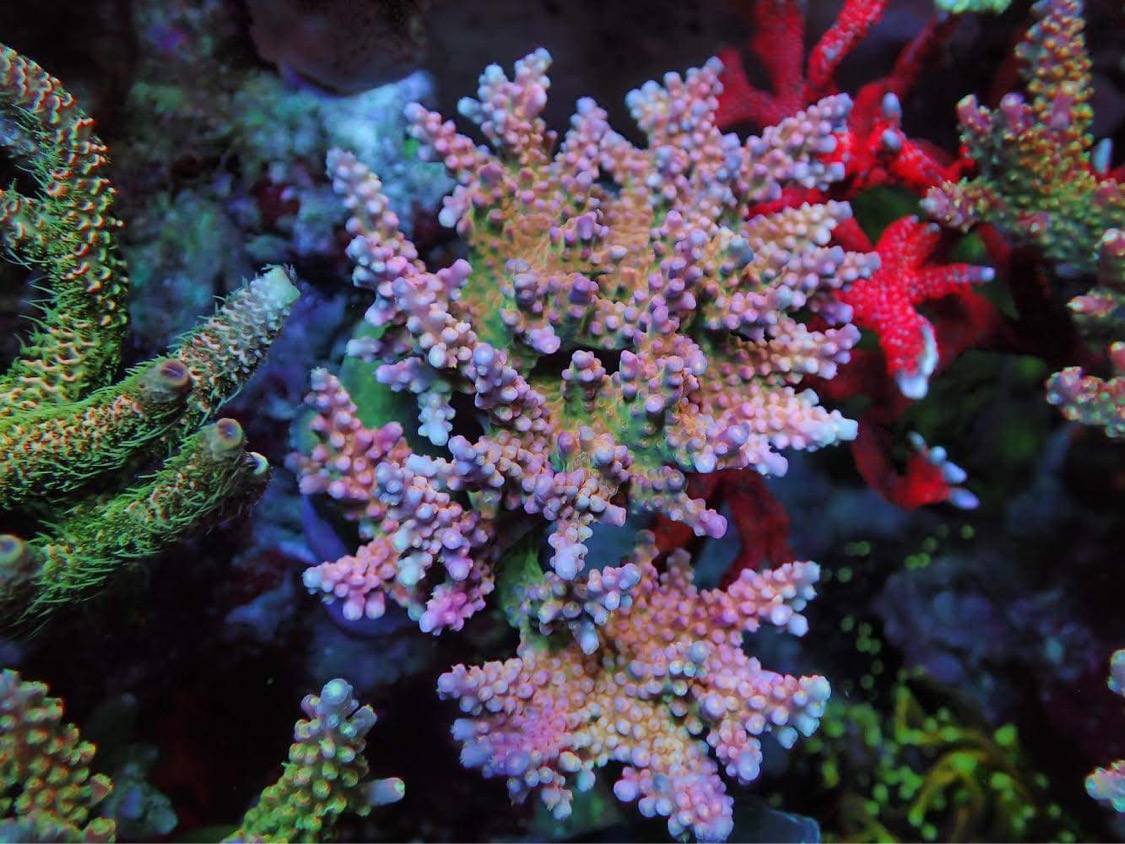 atlantik-icon-coral-growth-japan-reef-aquarium