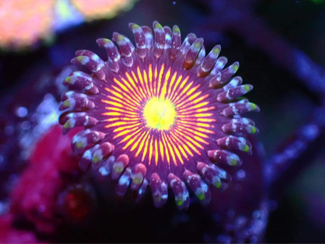 atlantik-ikon-japan-reefer-korall-vekst-farge