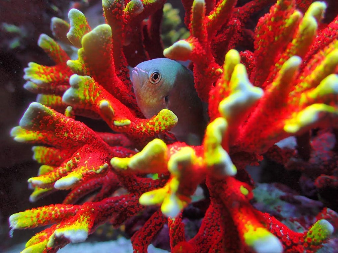 atlantik-icon-japonský-reef-tank-úžasný-korál