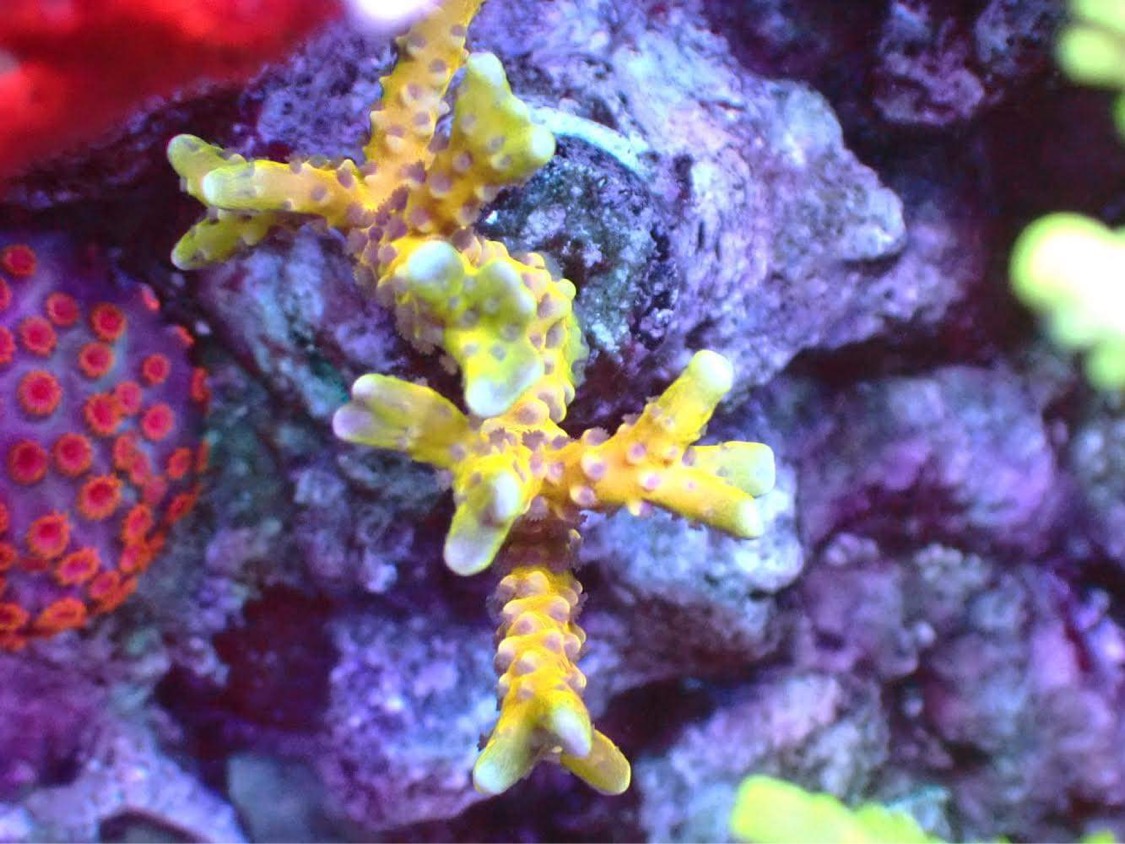 atlantikk-ikon-rev-lys-korallvekst-japan