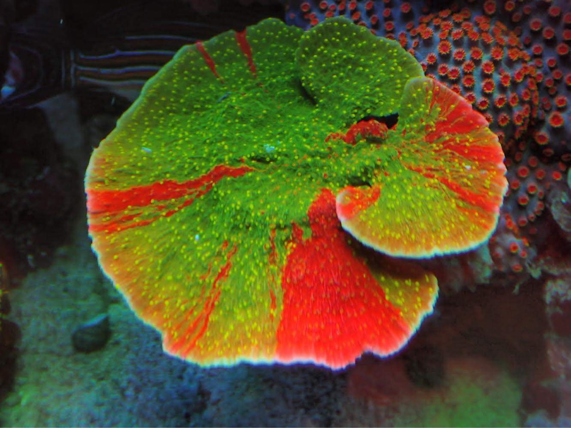 paras-led-light-for-coral-color-Japan-riutta
