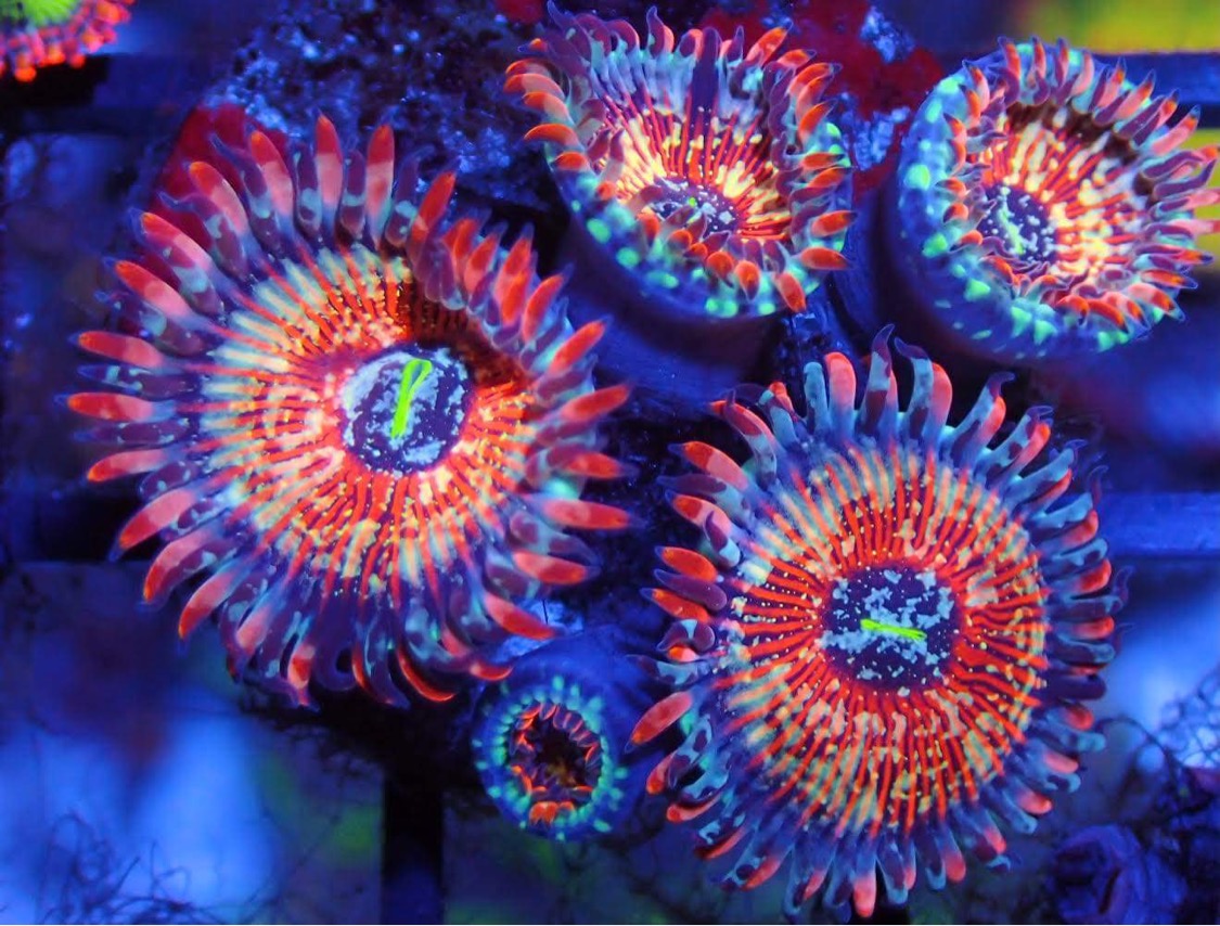 best-led-lys-for-korallvekst-farge-japan-rev