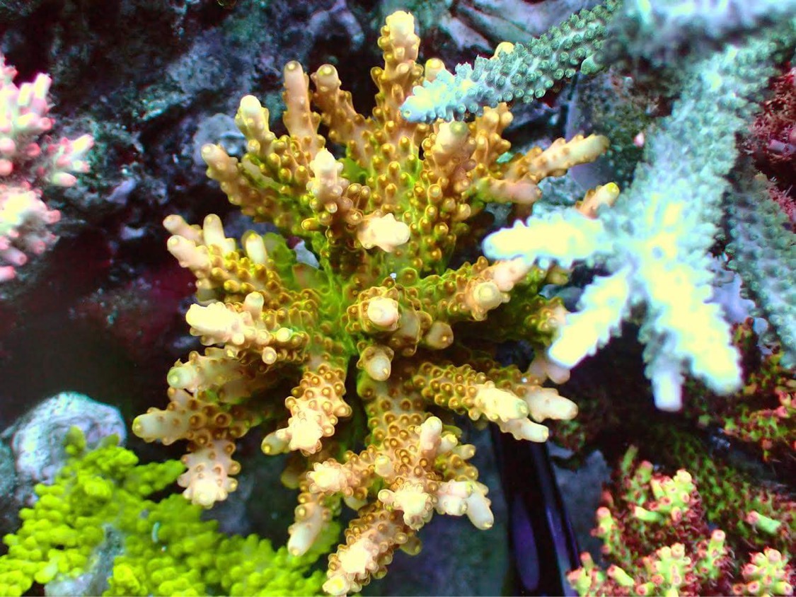 best-led-light-for-japanese-reef-coral-growth
