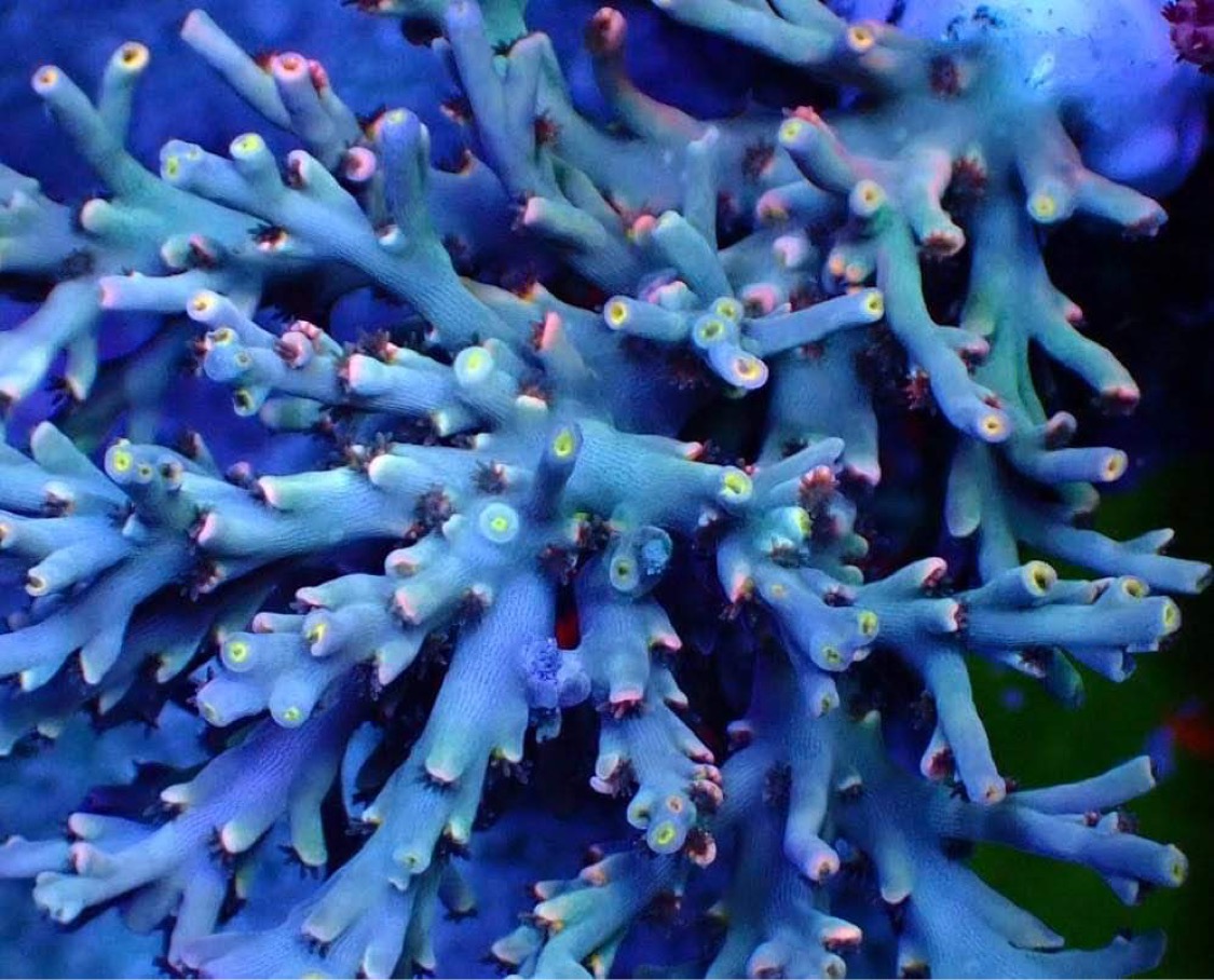 beste-rev-ledet-lys-korall-vekst-farge-japan