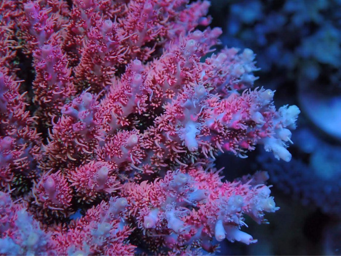 coral-growth-color-japan-reefer-atlantik-icon