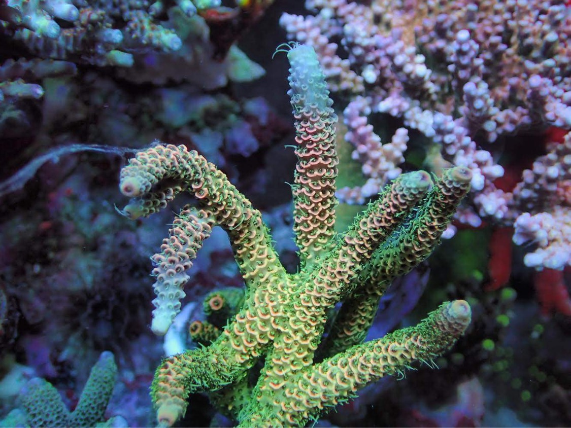 japani-riutta-akvaario-koralli-väri-atlantik-kuvake