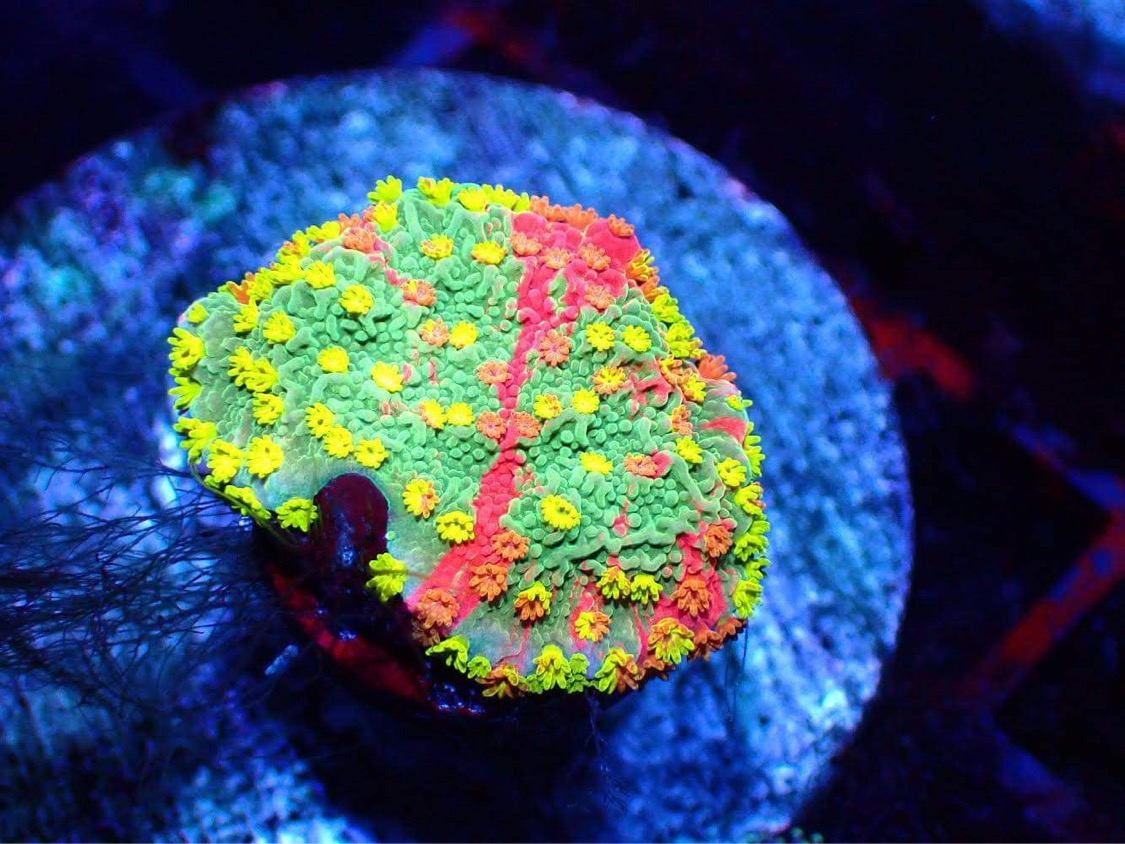 japan-reef-aquarium-coral-growth-atlantik-icon