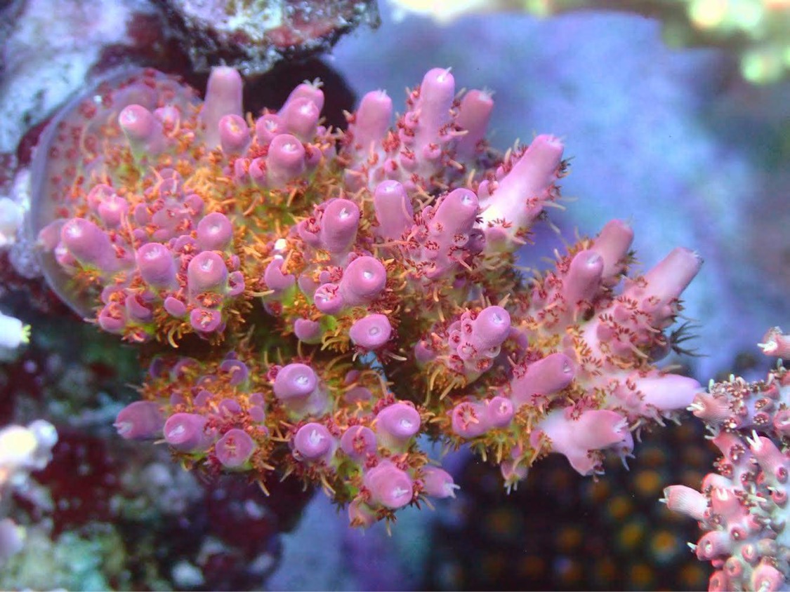 japan-riutta-atlantik-ikoni-paras-led-light-coral