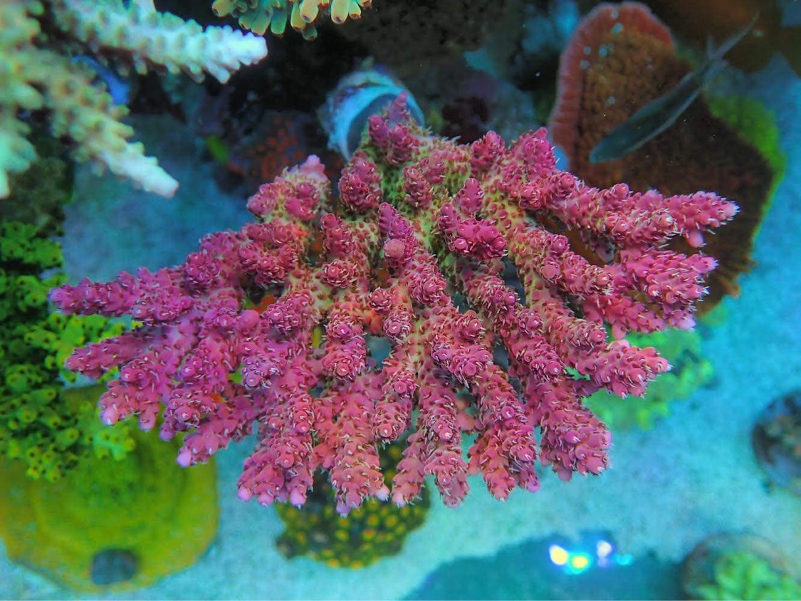japani-reefer-showcases-atlantik-icon-coral-growth