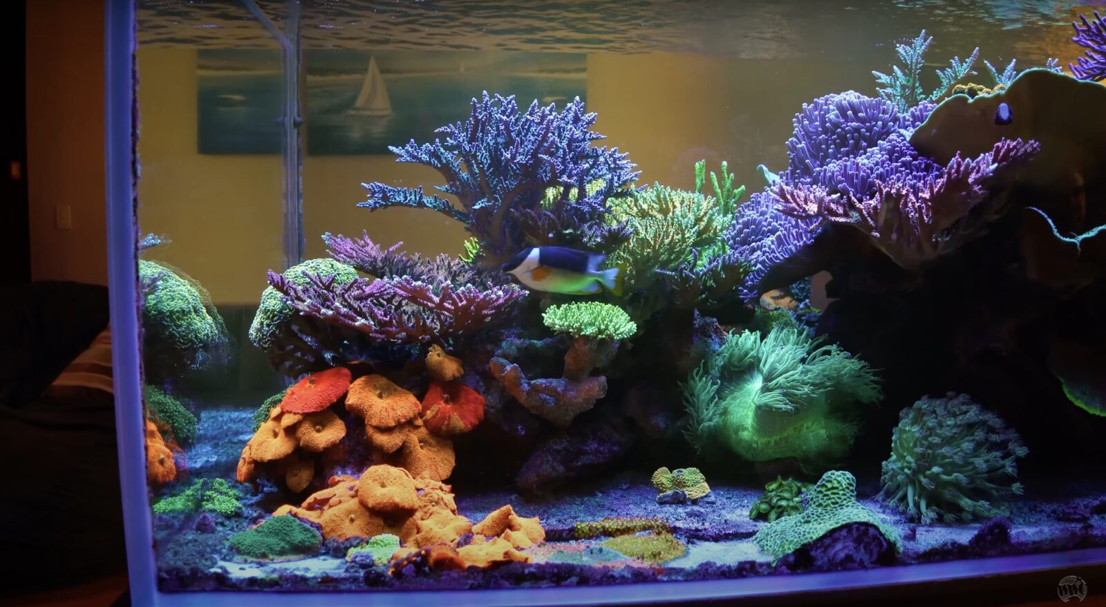 Xepta Reef Infinity Coral Feed 1500ml - Marine Aquatics Ltd.