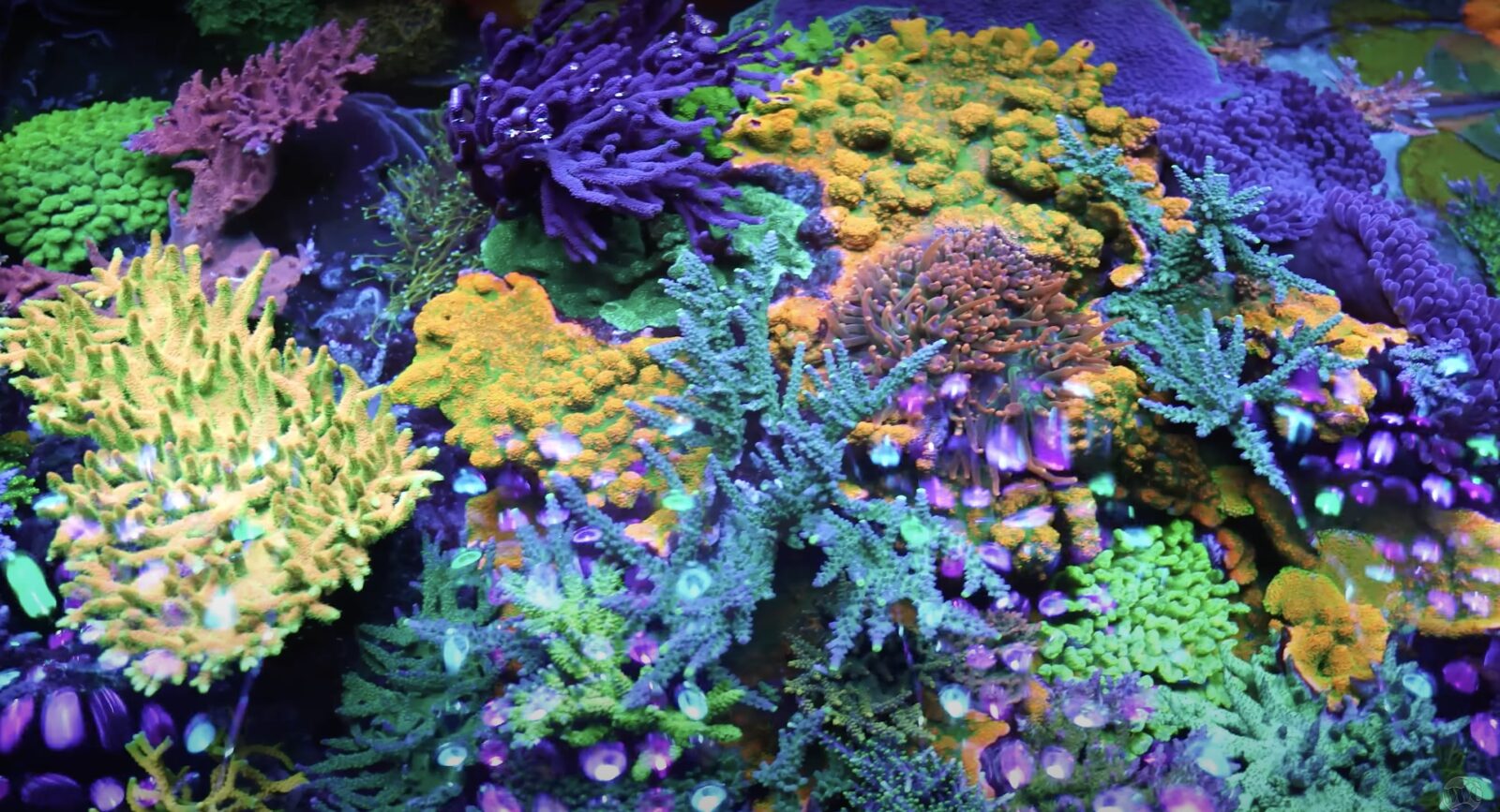 Atlantik_iCon_spectacular_USA_400_gallon_SPS_ Dominoval_reef_tank_ World_Reef_Corals