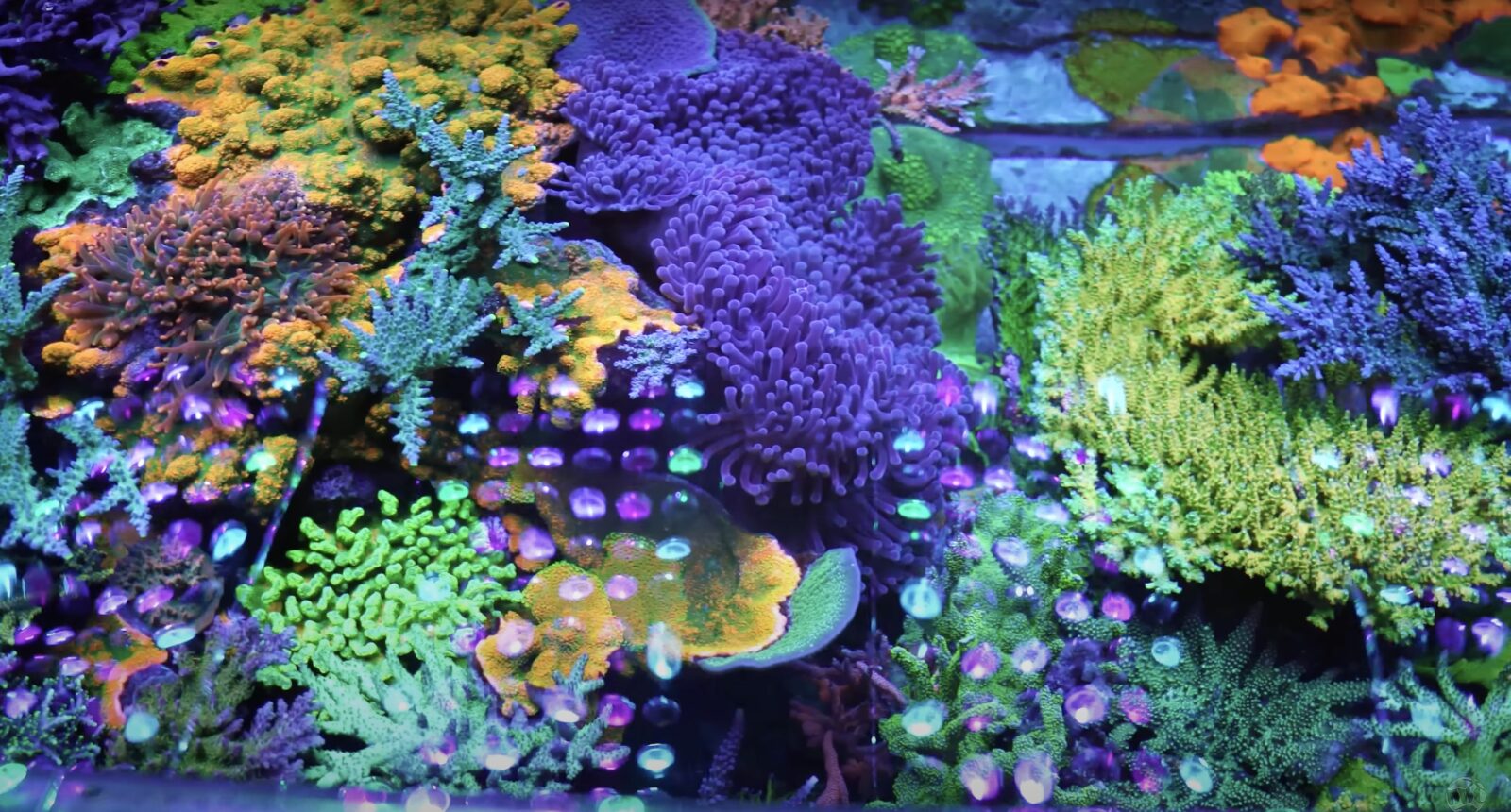 Atlantik_iCon_spectaulous_USA_400_gallon_SPS_ dependent_reef_tank_ World_Reef_Corals