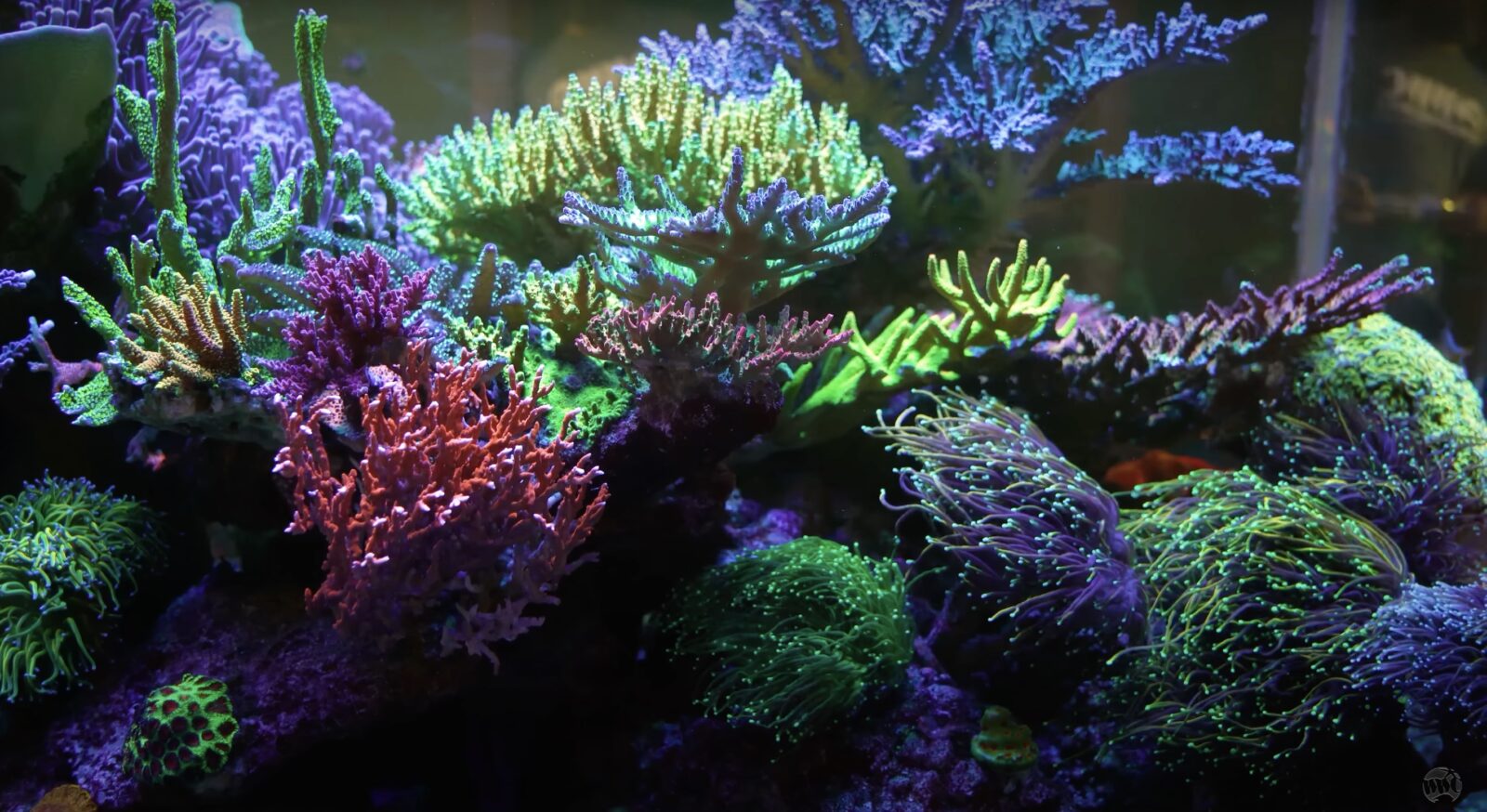 most_mazing_sps_reef_tank_usa