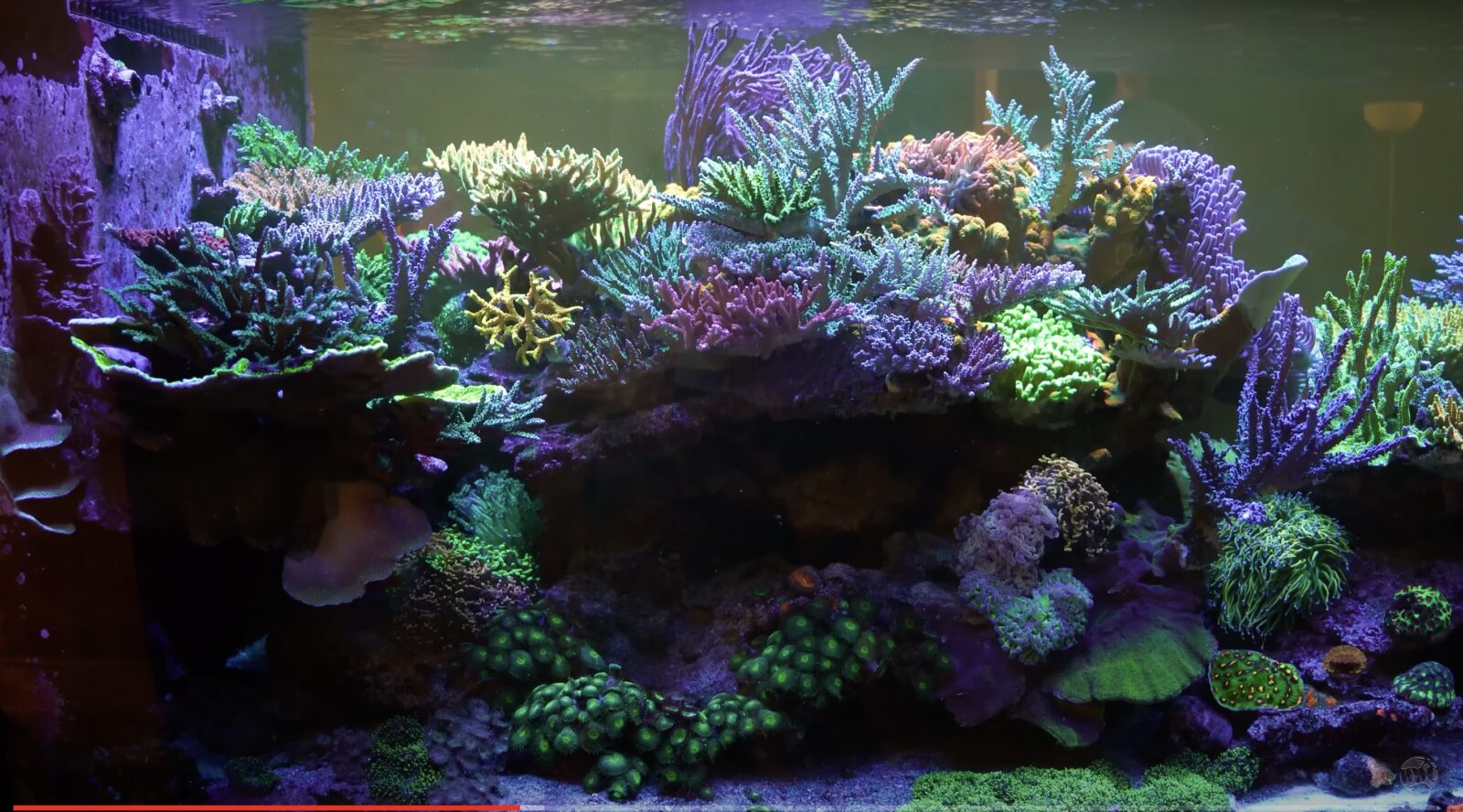 nhất_tuyệt vời_sps_reef_tank_usa