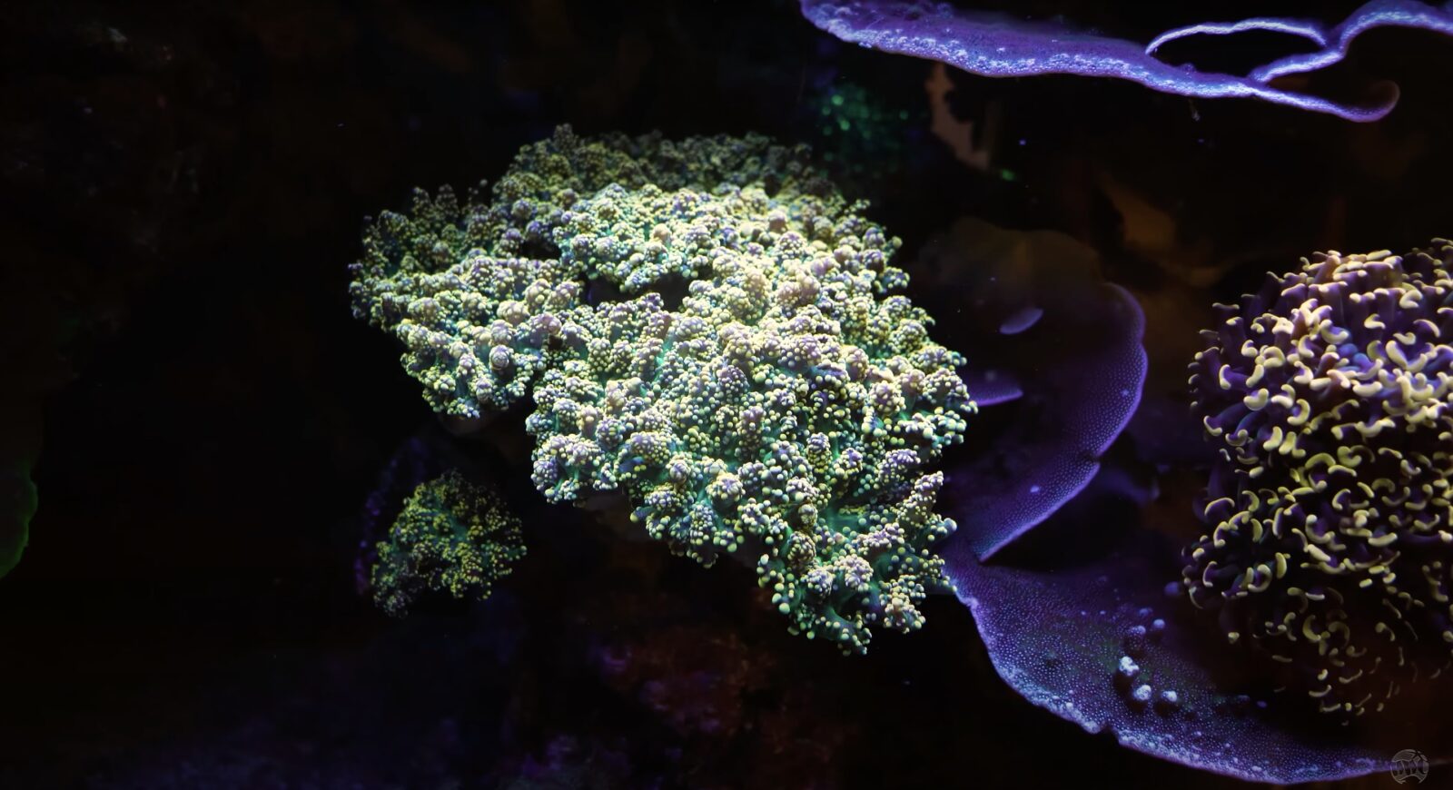 sammakkovasara korallit