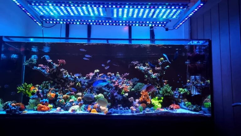 Menakjubkan-Reef-Tank-Di Bawah-atlantik-ikon-dan-OR3-led-bar