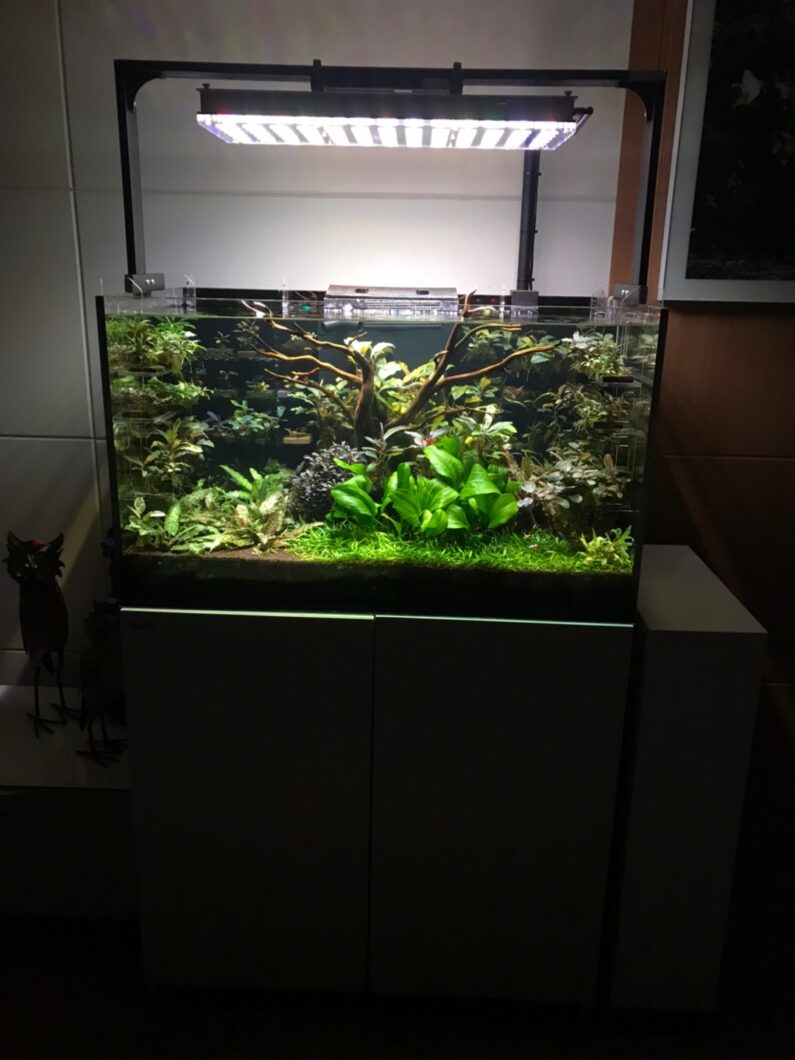 Ferskvann_plantet_akvarium_under_Atlantik-iCon