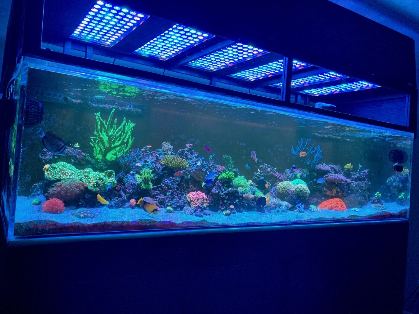 Reef_aquarium_cabinet_atlantik_iCon-LED_조명
