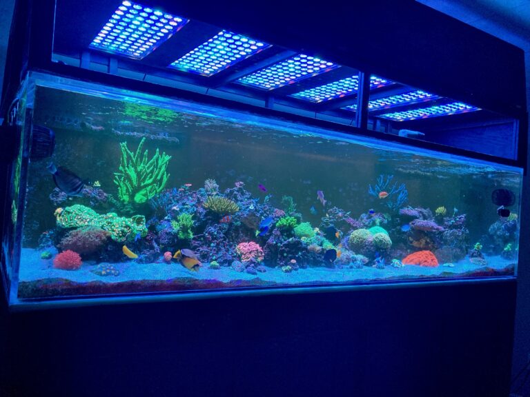 Reef_aquarium_cabinet_atlantik_iCon-LED_verlichting
