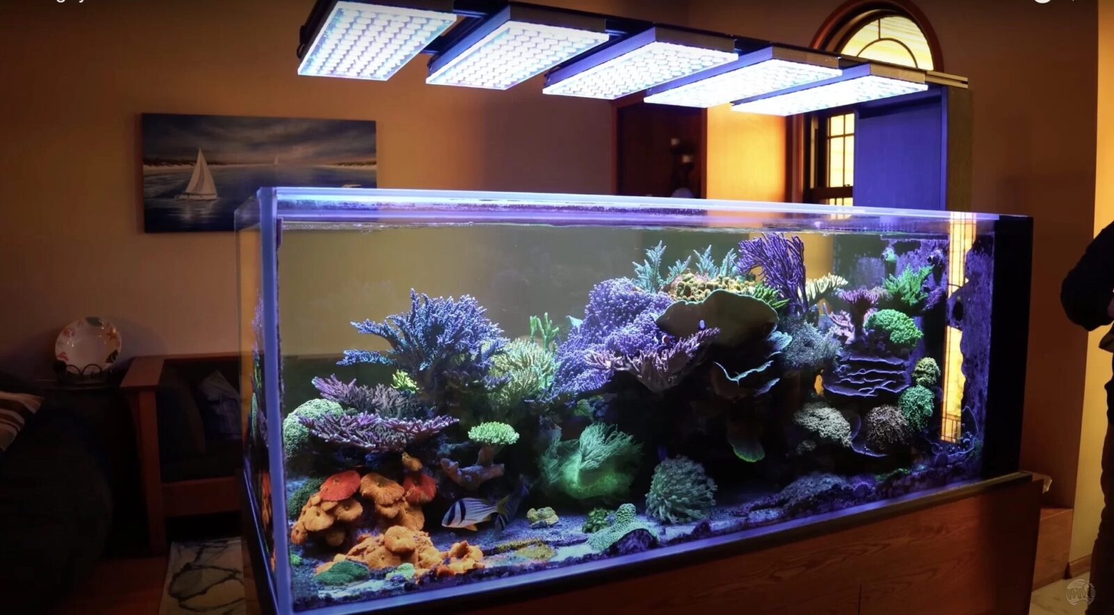 SPS_LPS_domination_Corals_400_gallon_reef_tank_lighted_by_AtlantikiCon