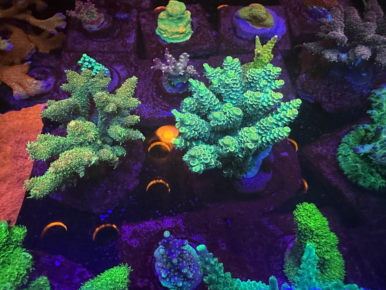 atlantik-icon-best-led-sps-coral-health