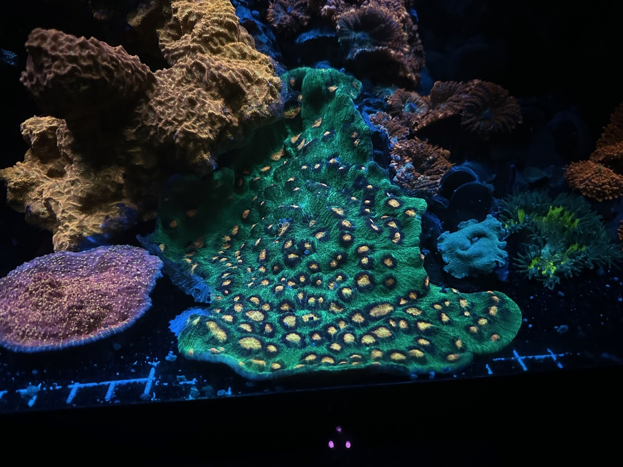 最佳 LED 灯绿色珊瑚生长