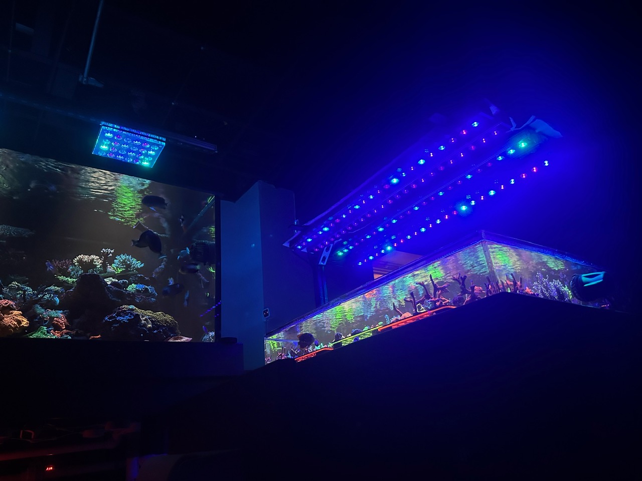 彩色珊瑚显示屏或 3 个 LED 照明