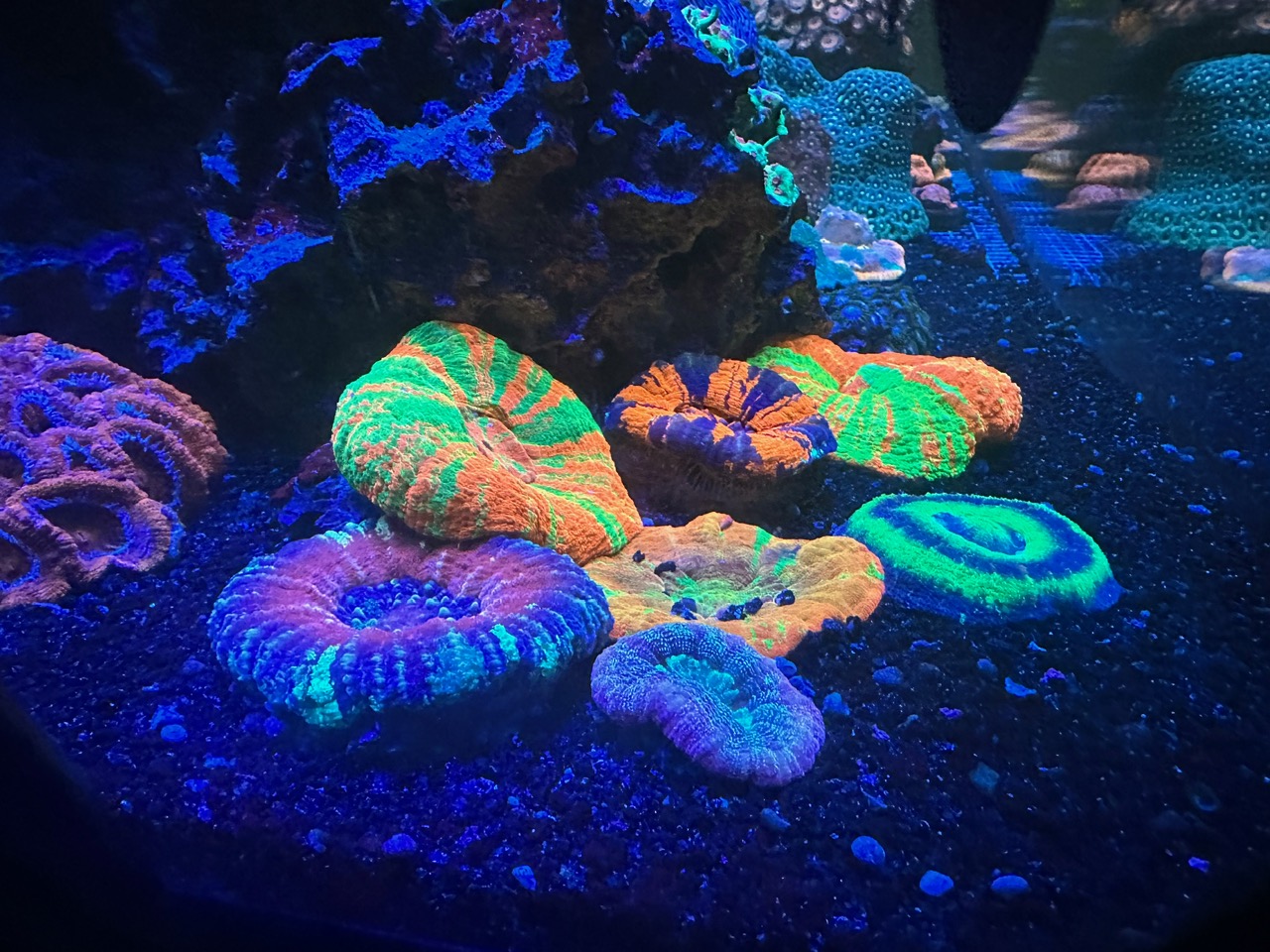珊瑚流行荧光灯最佳 LED 灯