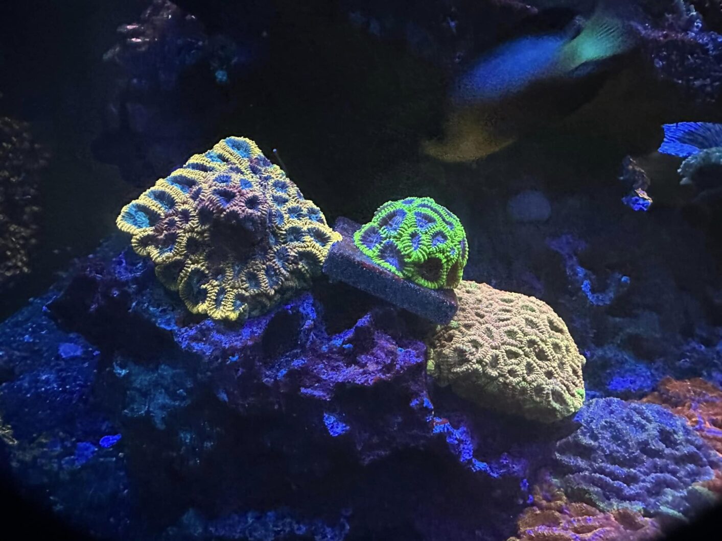 corals_under_OR3_LED_Bars_and_Atlantik_iCon