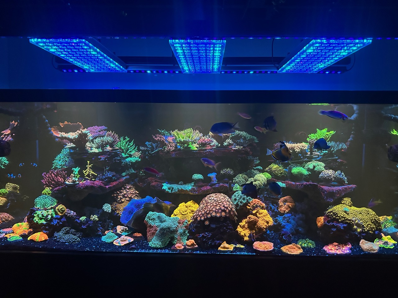 非凡的水族館設置或 3-led 酒吧 atlantik 圖標