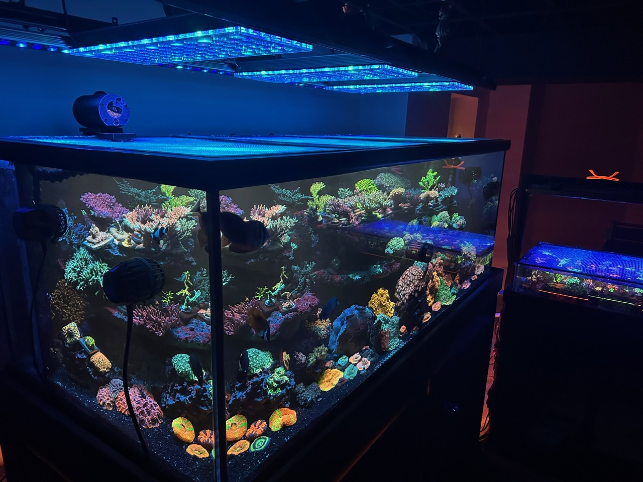 非凡的礁石坦克大西洋图标或 3-led 酒吧