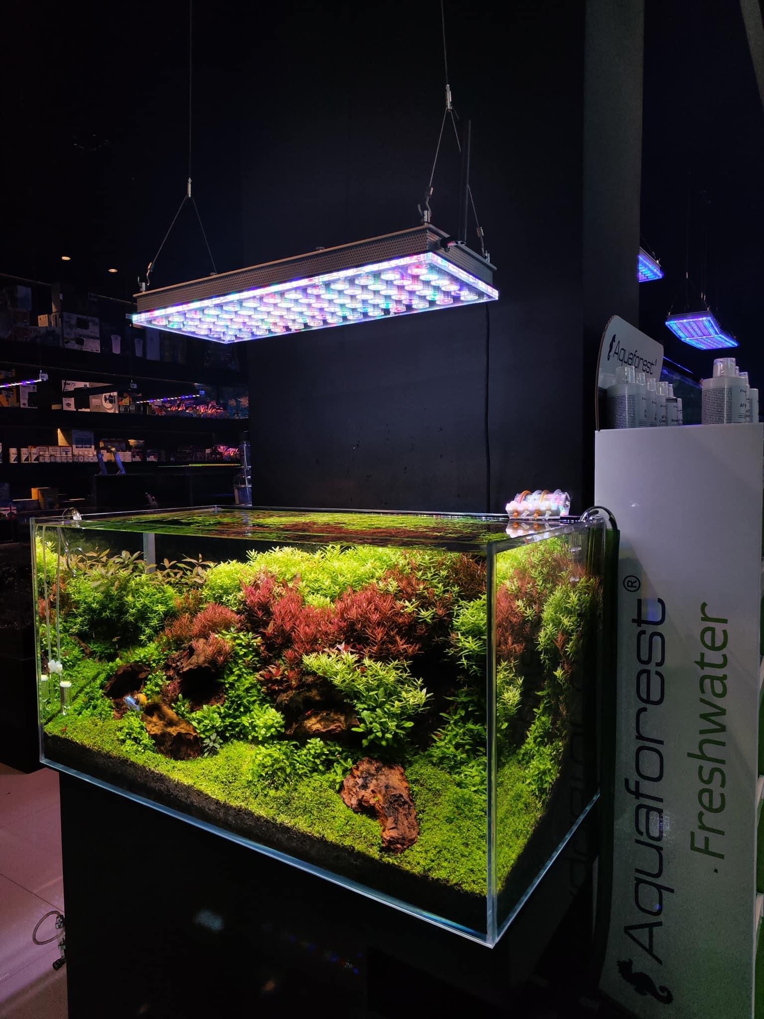 Orphek_atlantik_icon_nước ngọt_planted_aquarium_LED_light