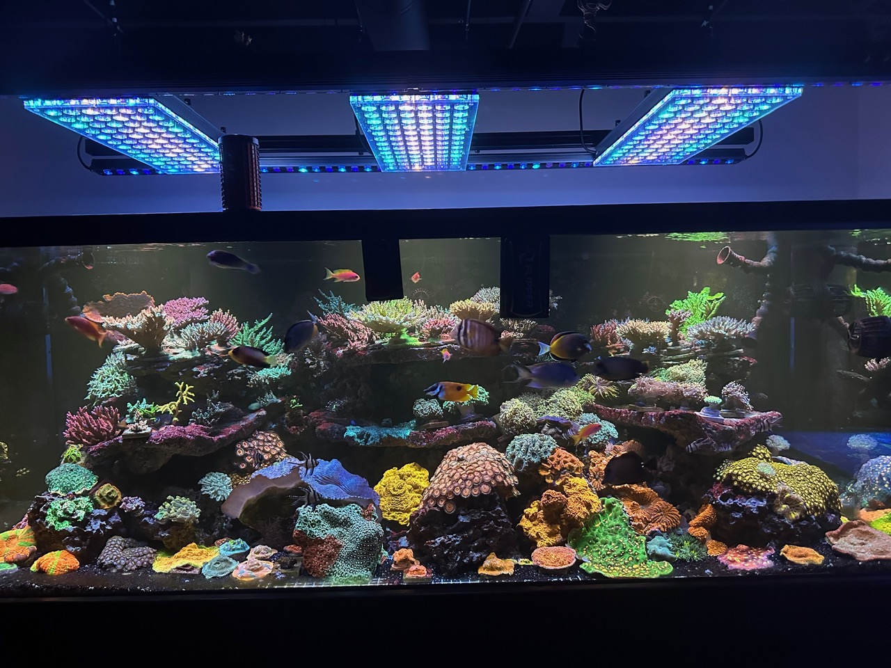 Is Atlantik iCon the best light for coral pop fluorescence? •Orphek