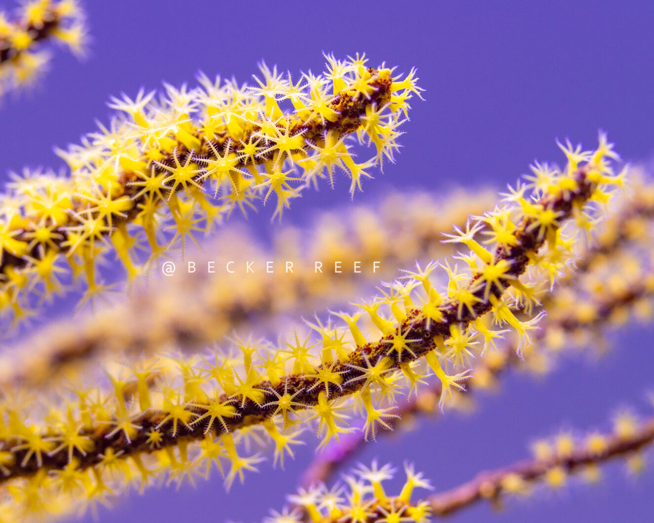 Niesamowite zdjęcia-Orphek-koralowy filtr