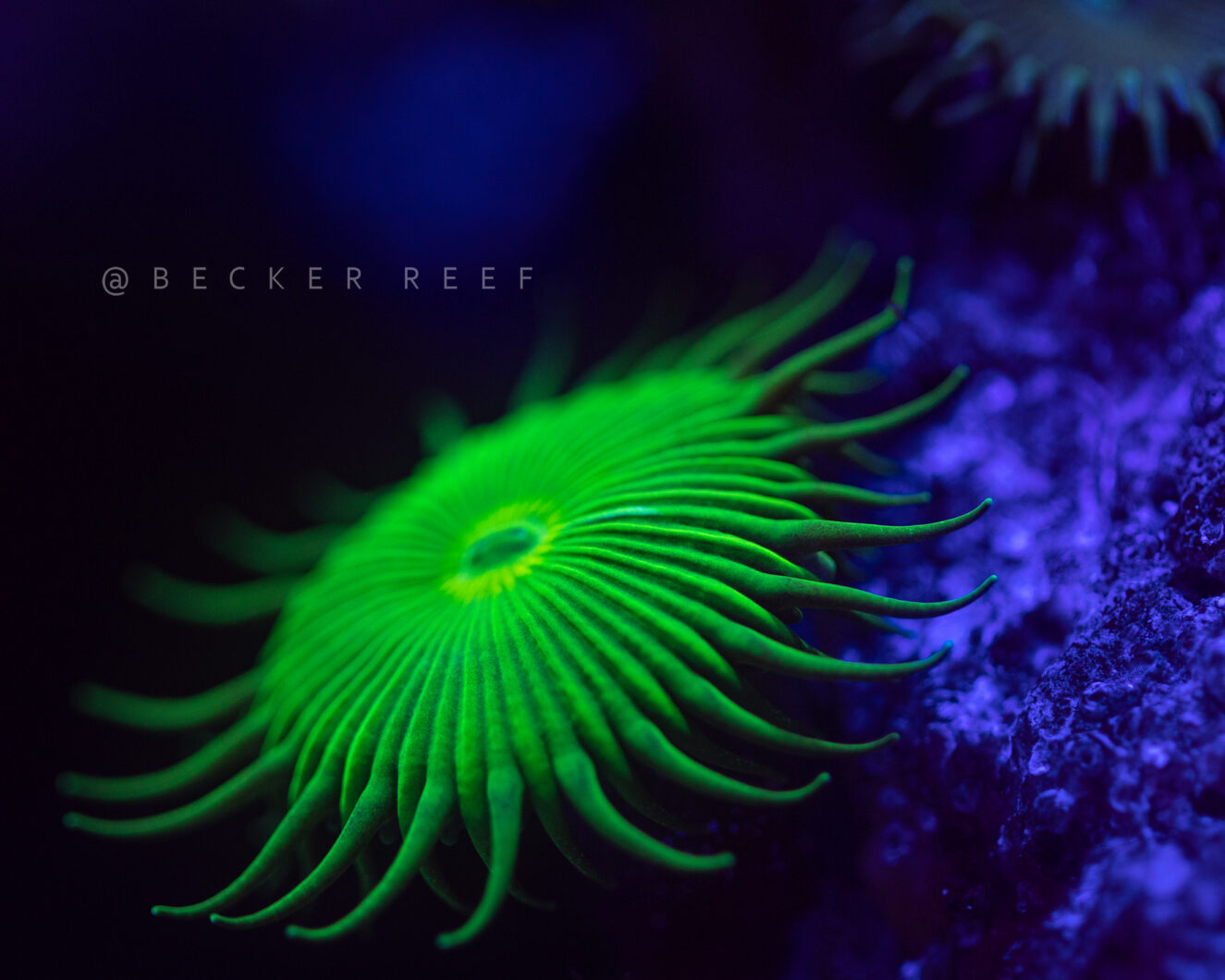 Kit de lentes Orphek para fotos incríveis de coral