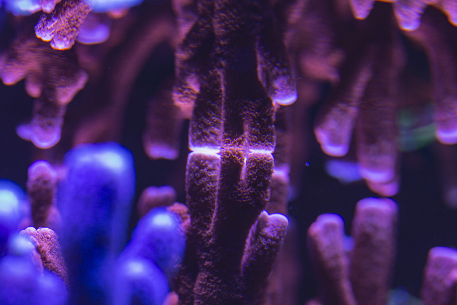 Crescimento rápido de corais-Atlantik-OR3-LEDs-SPS-Reef-Aquário