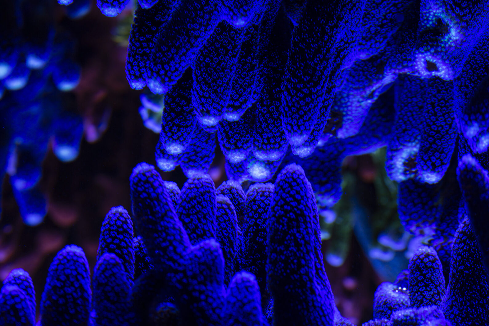blue_coral_Coral_Growth_Orphek_LED_Oświetlenie