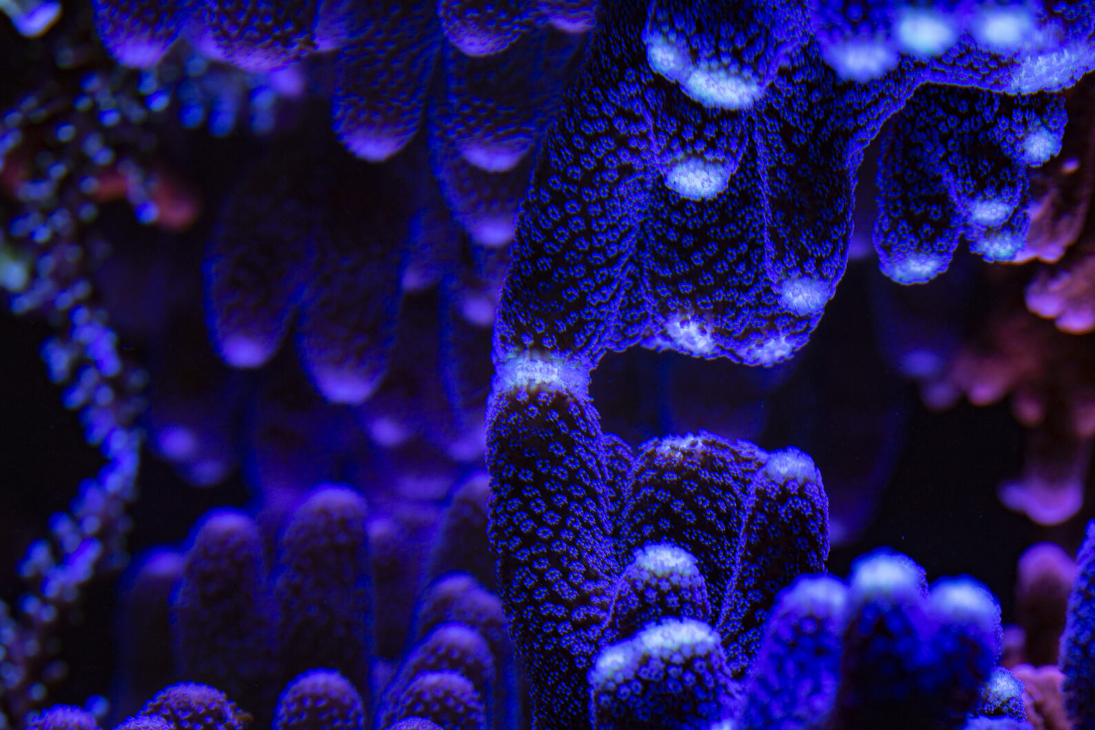 Orphek LED aumenta a velocidade de crescimento dos corais