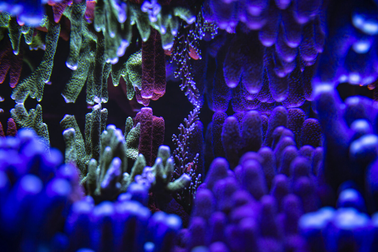Orphek-Atlantik-OR3-LEDs-9-Year-Evolution-الأوكرانية-SPS-Reef-Aquarium