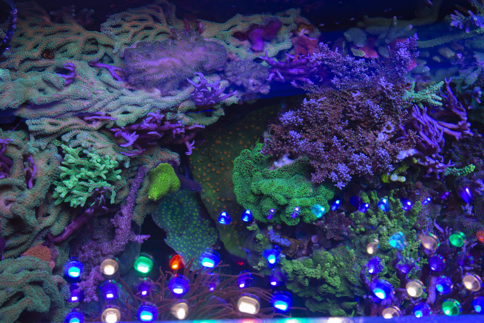 Orphek-Atlantik-OR3-LEDs-9-Years-الأوكرانية-SPS-Reef-Aquarium