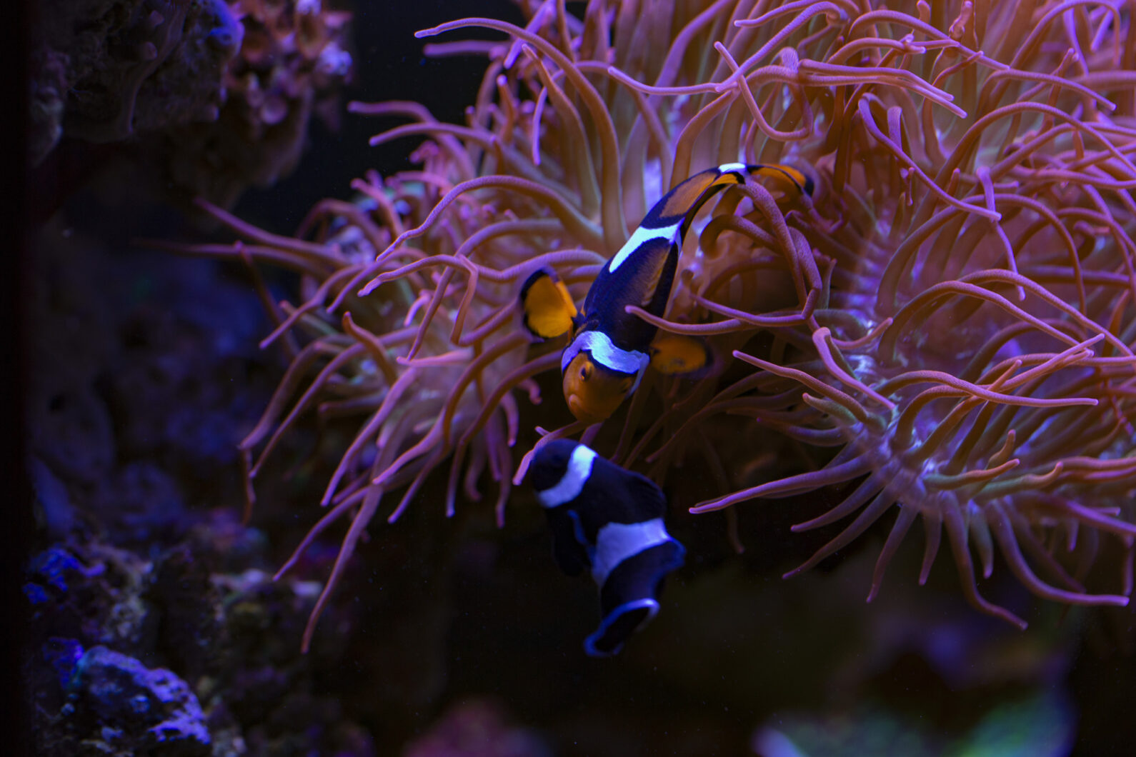anemone-clownfish-Orphek-Atlantik-OR3-LED