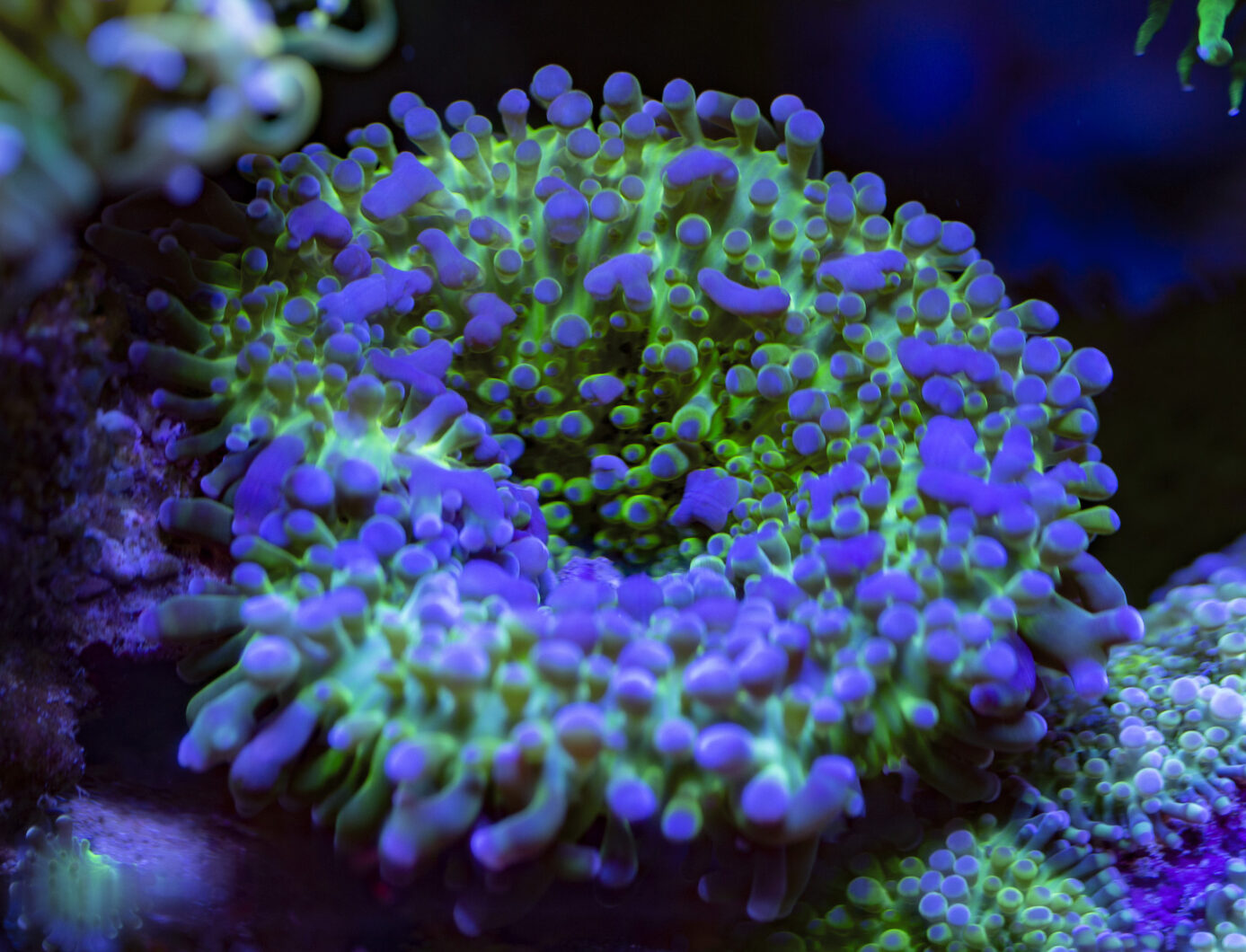 Orphek-Atlantik-กบ-hummer-coral-OR3-LEDs-SPS-Reef-Aquarium