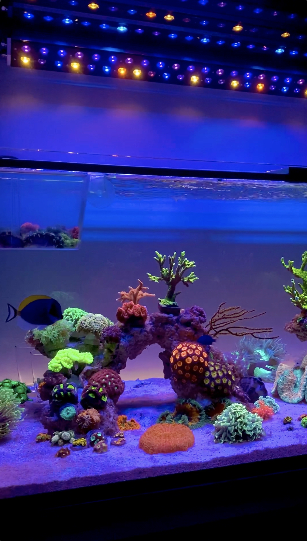 Osix-OR3-Najlepsze oświetlenie LED do akwarium rafowego