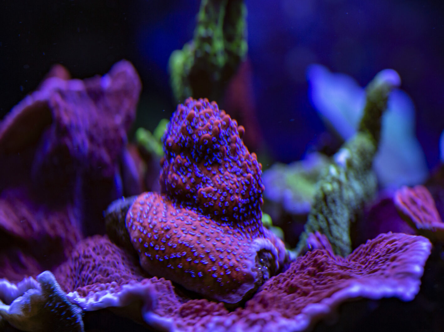 SPS-Reef-Akvarium-Orphek-Atlantik-OR3-LED