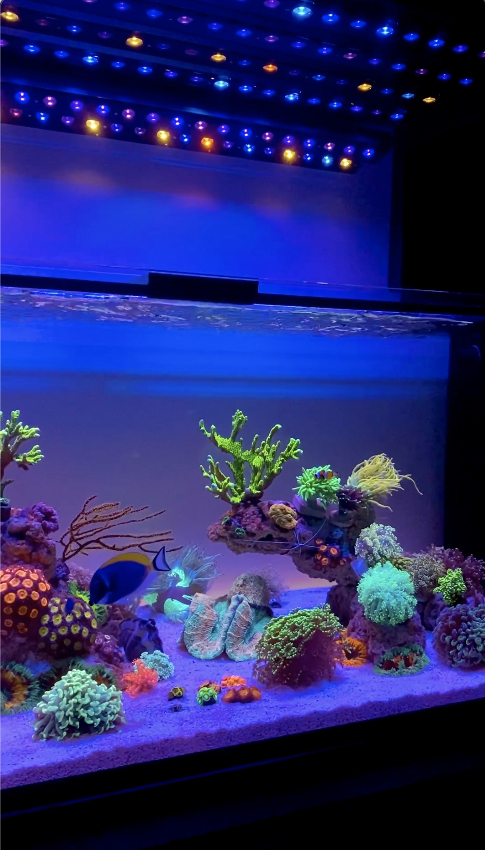 สุดยอดแนวปะการังตู้ปลาไฟ LED แถบ