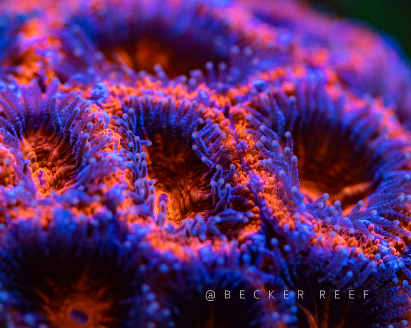 coral-foto-Orphek-2024-Coral-Lens-Filter