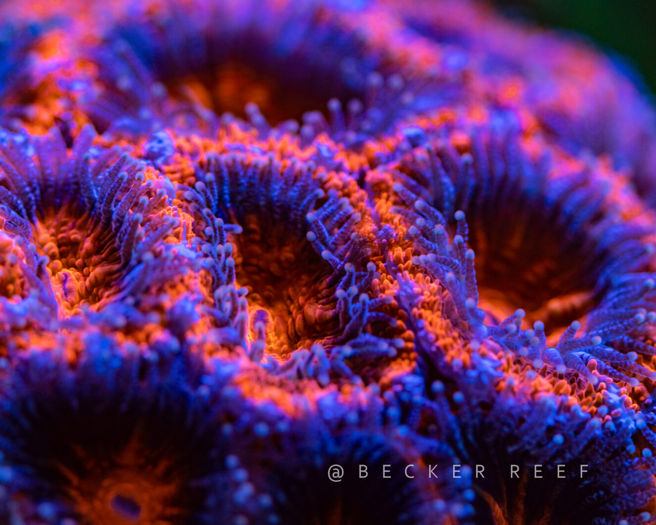 Coral-photo-Orphek-2024-Coral-Lens-Filter