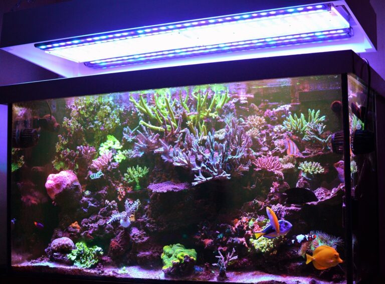 Reef_ Tank_under_Atalntik_iCon_and_OR3_LED_reef_bars