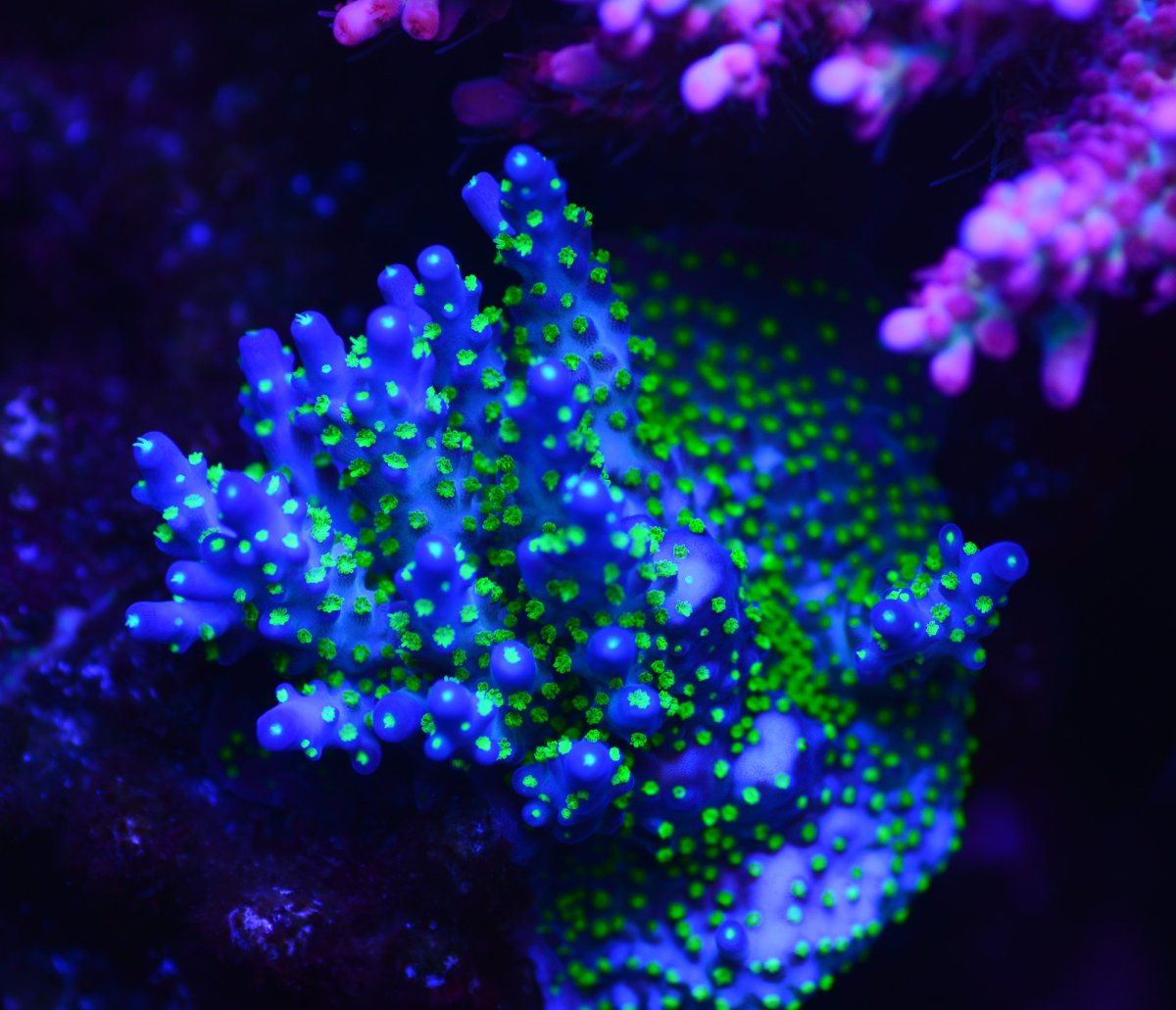 acropora_coral_color_pop_under_Atlantik_iCon