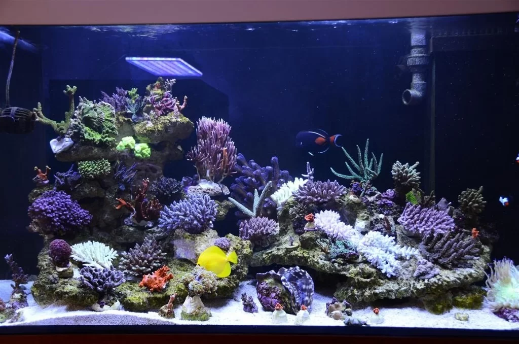 Reef-Tank-Upgrade-Atlantik-Reef-LED-Beleuchtung